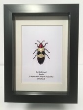 Banded Jewel Beetle In Box