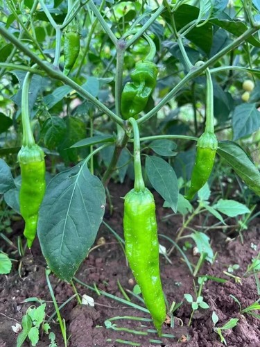Zhangshugang chilli pepper - 3x,