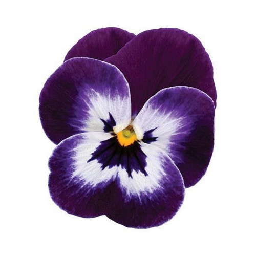 Winter flowering viola - flowering,