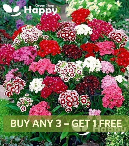 Sweet william flower mix - william,