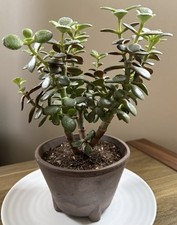Crassula Ovata Minima