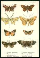 1896 Original Antique Colour