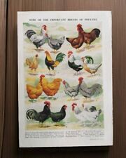 Vintage 1950s British Chickens Poultry Hens Rooster Bird Hen Book Print Picture