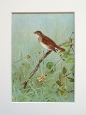 Nightingale Bird- George Lodge