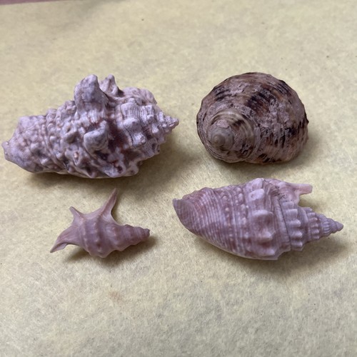 Large voluta collector - 3x,