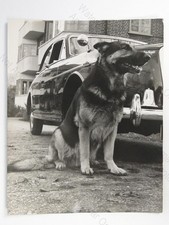 Police Dog Ivan German Shepherd The Pursuers TV Show Wolsley 6/90 Car 1961 Photo