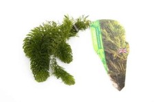 Ceratophyllum 1 - (hornwort),