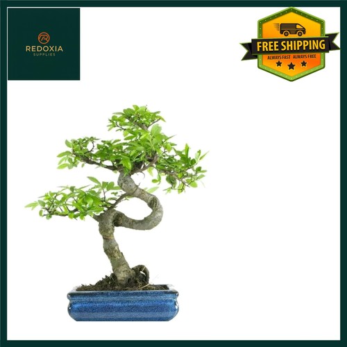 Elegant chinese elm - elegant,
