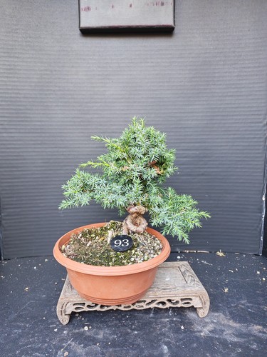 Juniper bonsai tree - juniper,