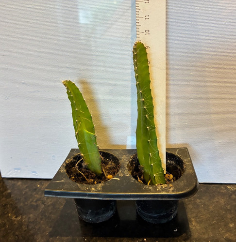 Dragon fruit plants 9cm - 2x,