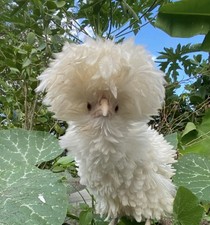 6 Show Quality PURE WHITE