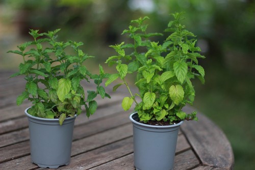 Two white peppermint plants - peppermint,