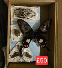 Box 4 Specimen Moth Entomology