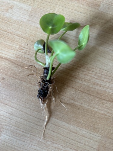 Chinese money plant - , small