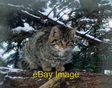 Photo 6x4 Young Wildcat at