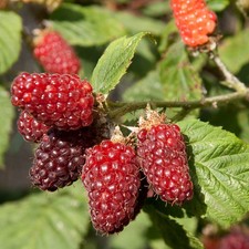 Tayberry in 1.7L pots x2