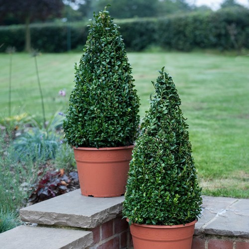 Buxus sempervivum pyramid - sempervivum,