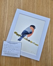 Bullfinch Limited Edition Fine