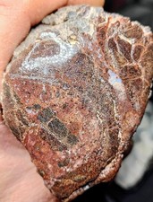 Utah Dinosaur Bone - 1 Lb. 10