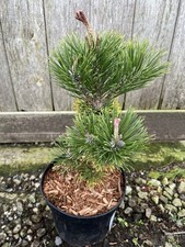 Dwarf Mountain Pine Palmeter -