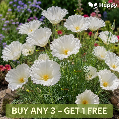 California poppy seeds - seeds, |