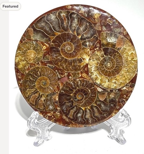 Beautiful ammonite 416 million - beautiful,