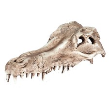 Alligator Crocodile Skull Fish