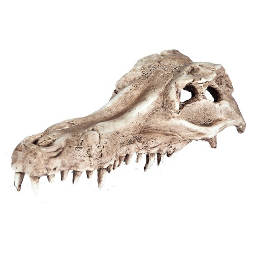 Alligator crocodile skull fish - alligator,