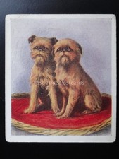 No.8 THE GRIFFON BRUXELLOIS - Our Puppies by Godfrey Phillips 1936