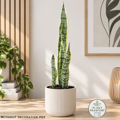 Snake plant sansevieria - snake,