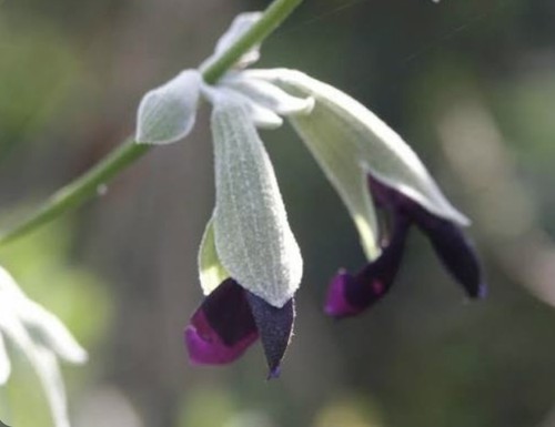 Salvia discolor andean silver - salvia, discolor,