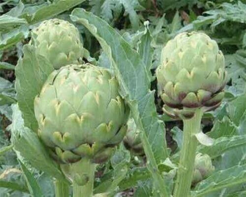 Green globe artichoke - 50, seeds