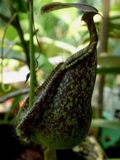 NEPENTHES RAFFLESIANA GREEN