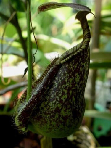 Nepenthes rafflesiana green - rafflesiana,