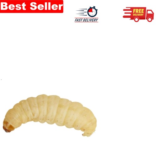 15g pouch live waxworms - pouch,