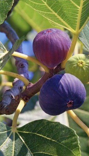 Patio fig tree cm - patio, 30-40