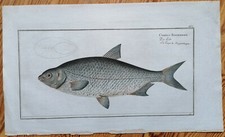 Bloch Copperplate Fish Cyprinus buggenhagh Folio - 1782