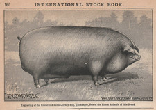 Hog duroc jersey - jersey, pig
