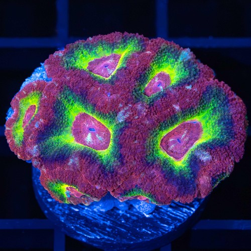Glowing ring asian acan large - asian,