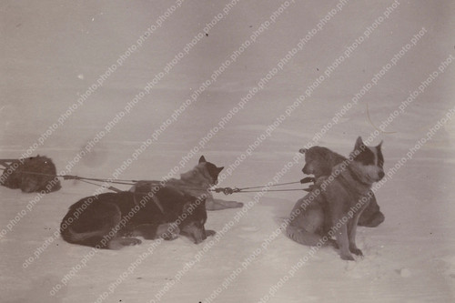 Sled dogs resting - resting, in