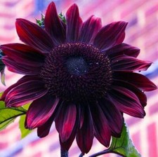 Purple Sunflower Seeds for