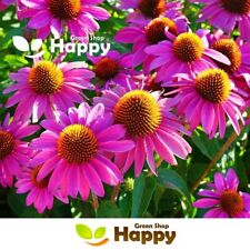 PURPLE CONEFLOWER - 230 SEEDS - Echinacea purpurea - PURPLE-RED PERENNIAL FLOWER