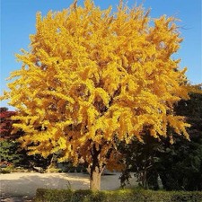 live Ginkgo Biloba Tree 1-2 ft