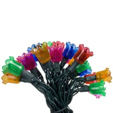 NOMA 5 CANTERBURY BELLES MULTI