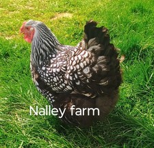 Silver Laced Wyandotte (12)