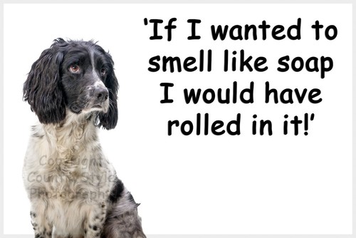 Springer sprocker spaniel dog - springer,