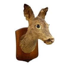 Vintage French Roe Deer Head