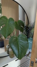 Monstera deliciosa Starter