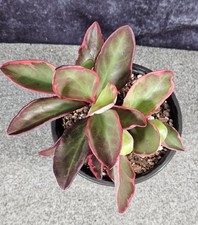 Peperomia clusiifolia | Easy