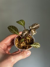 Drymonia chiribogana (red